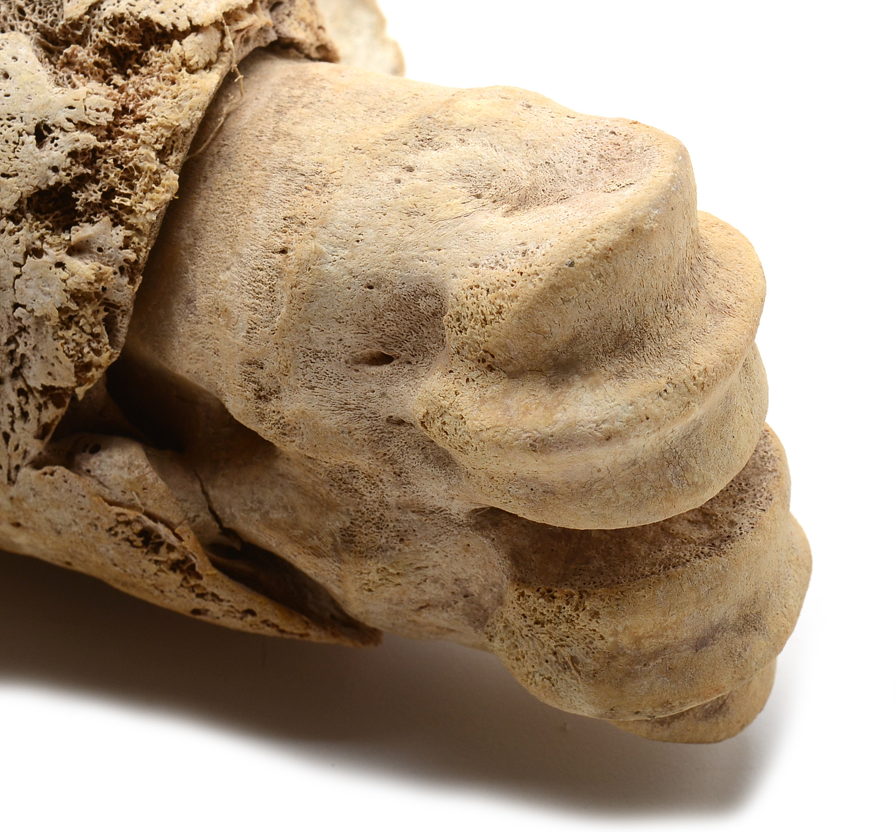 Two Moose Bones with Evidence of Healed Break