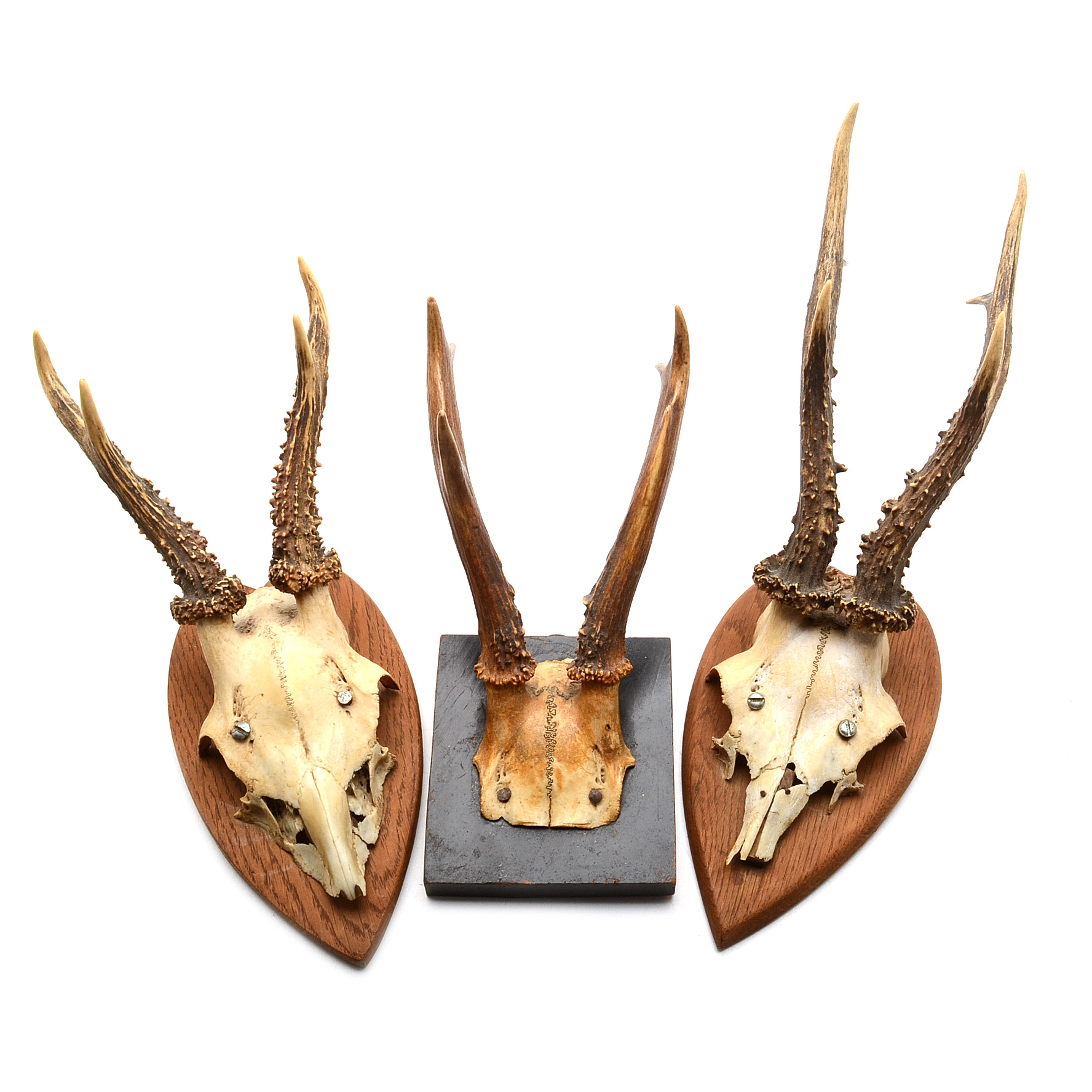 Three Roe Deer Skull Mounts
