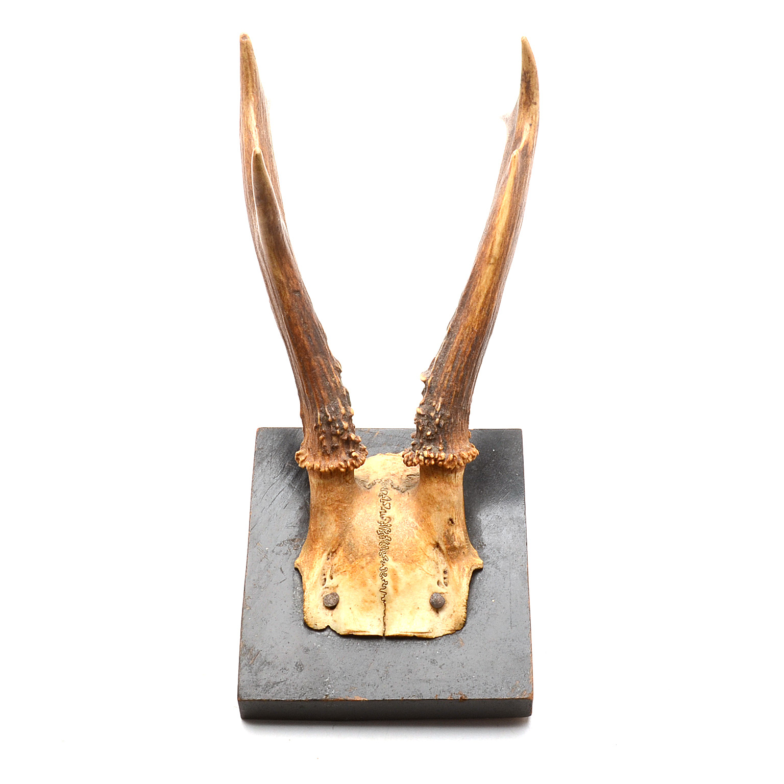 Three Roe Deer Skull Mounts