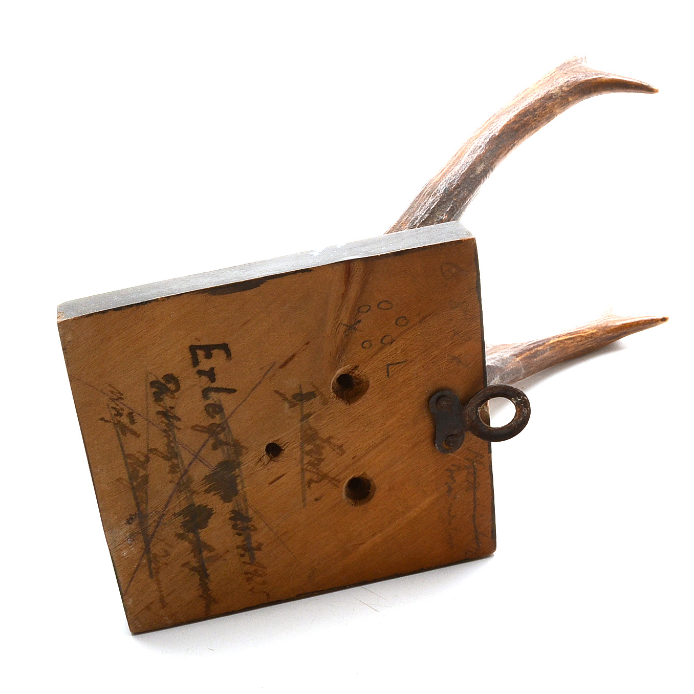 Three Roe Deer Skull Mounts