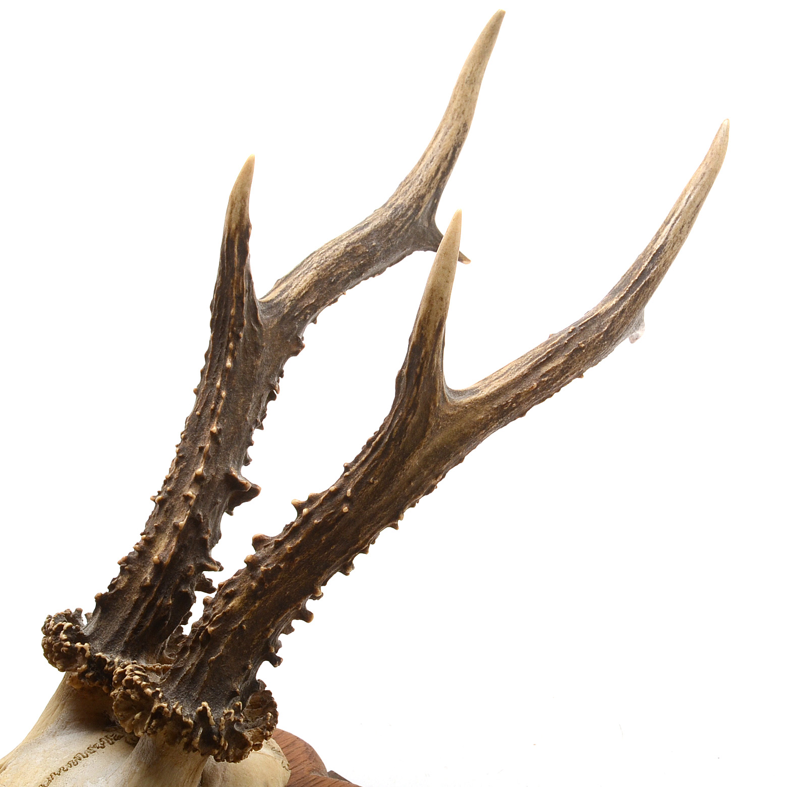 Three Roe Deer Skull Mounts