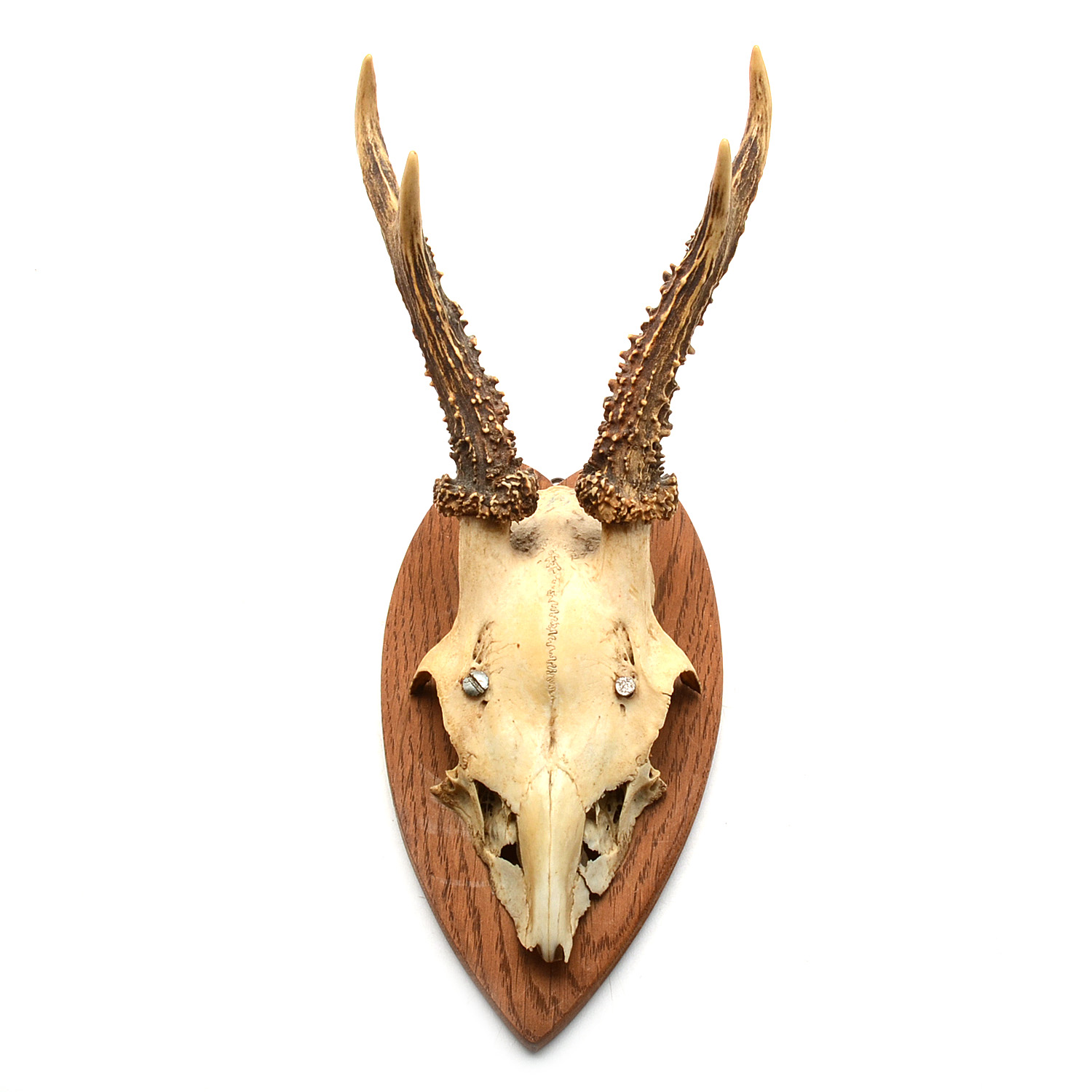 Three Roe Deer Skull Mounts