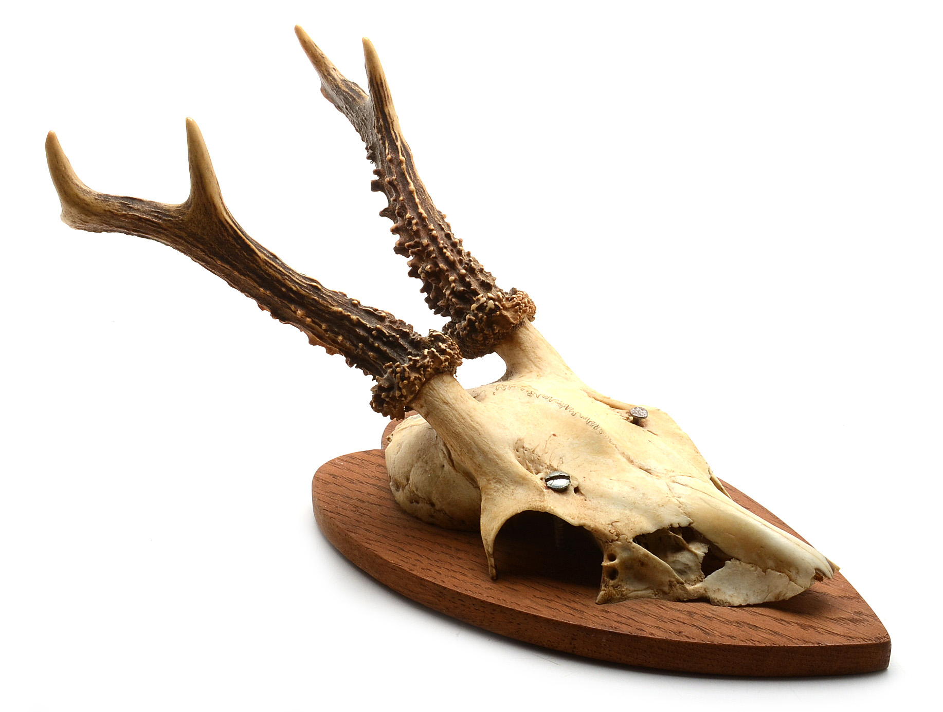 Three Roe Deer Skull Mounts