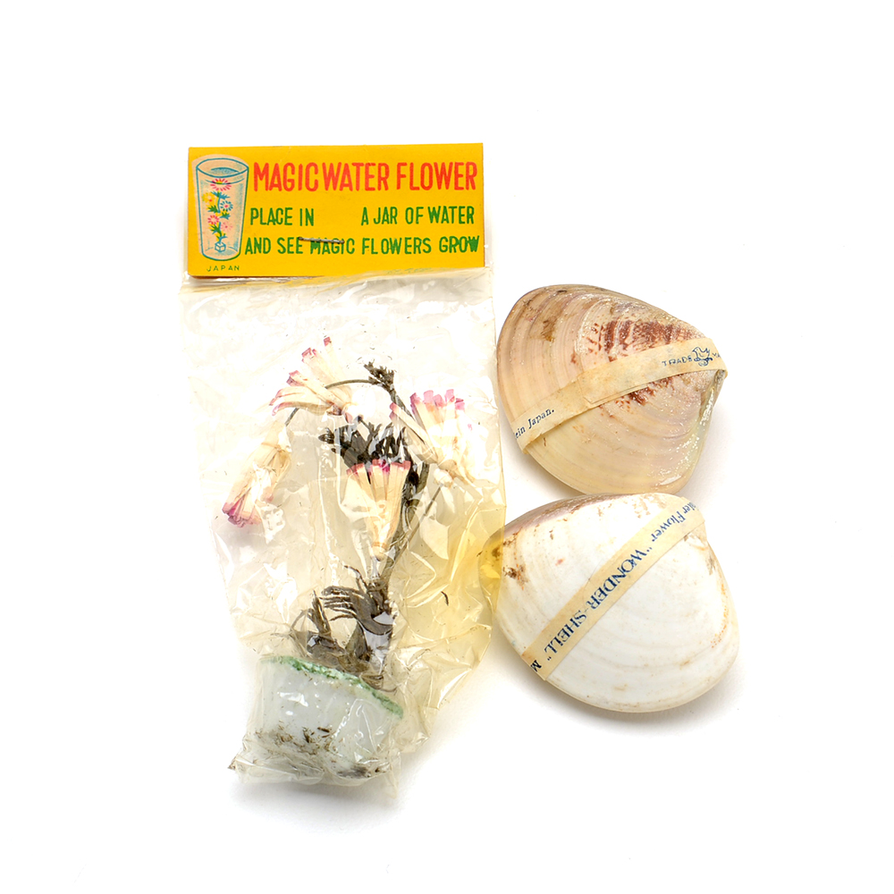 Pair of Flowering "Wonder Shells" with "Magic Water Flower"