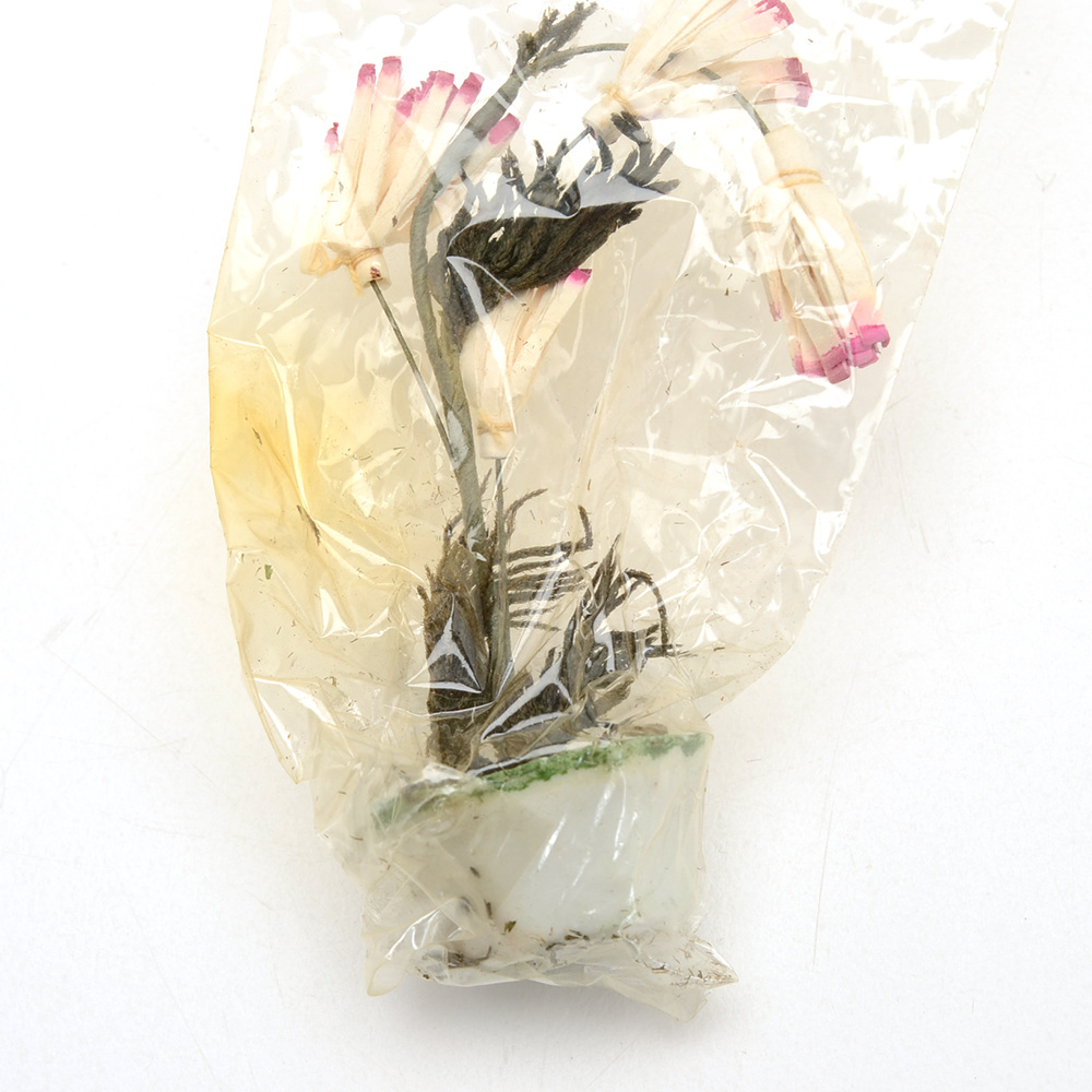 Pair of Flowering "Wonder Shells" with "Magic Water Flower"