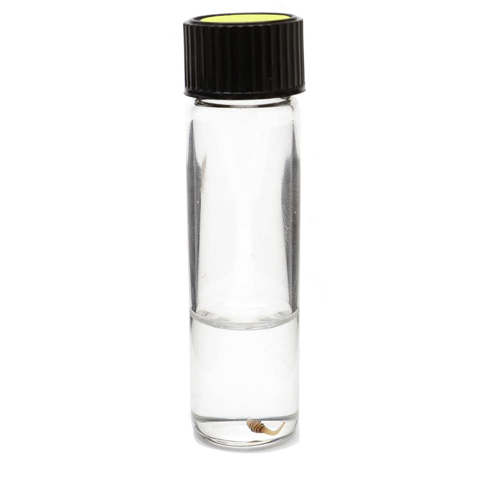 Botfly Specimen