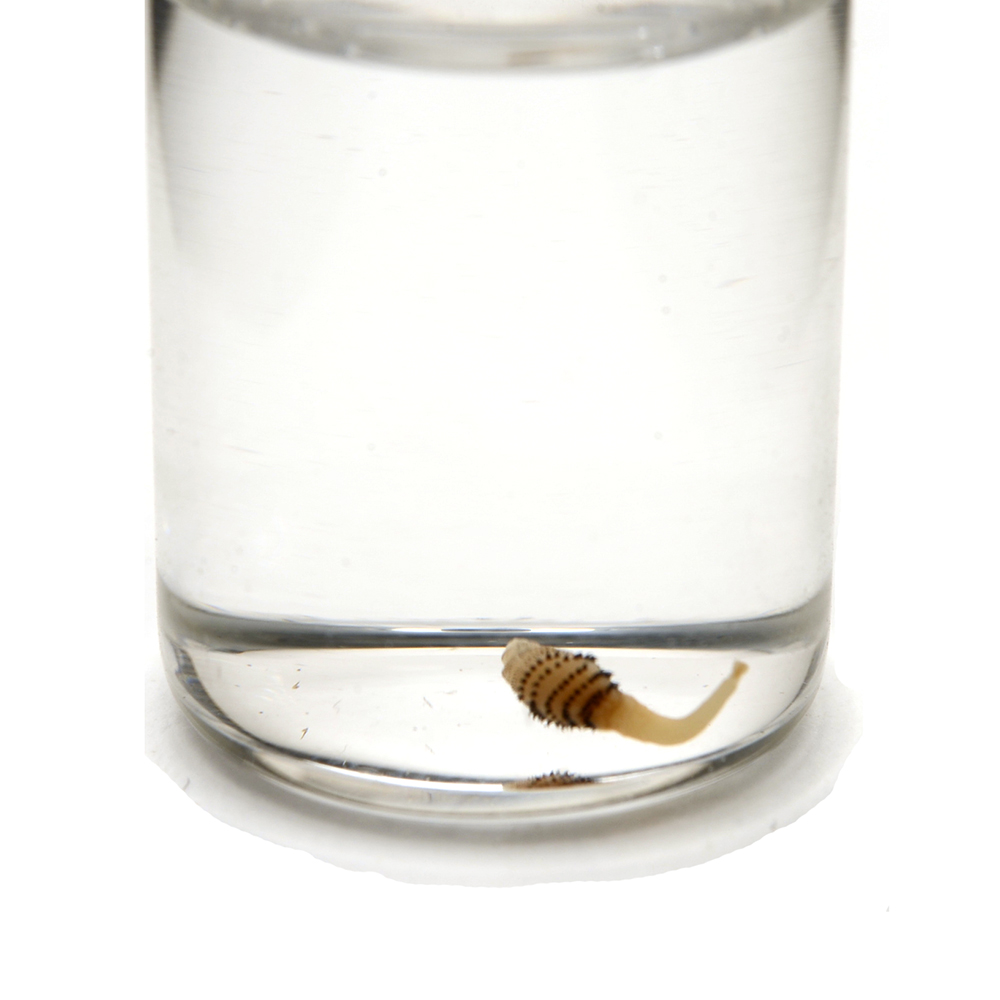 Botfly Specimen