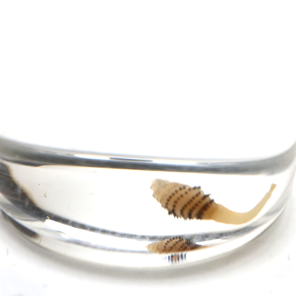 Botfly Specimen