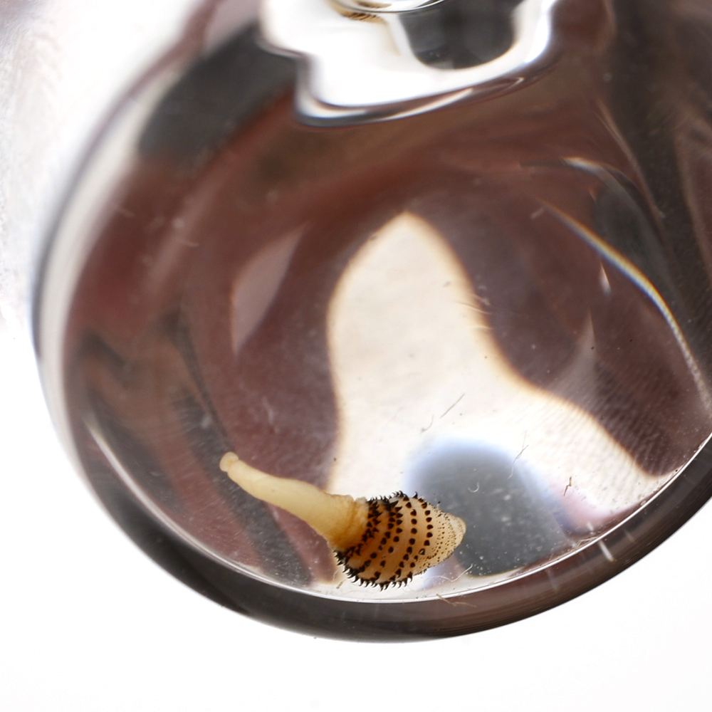 Botfly Specimen