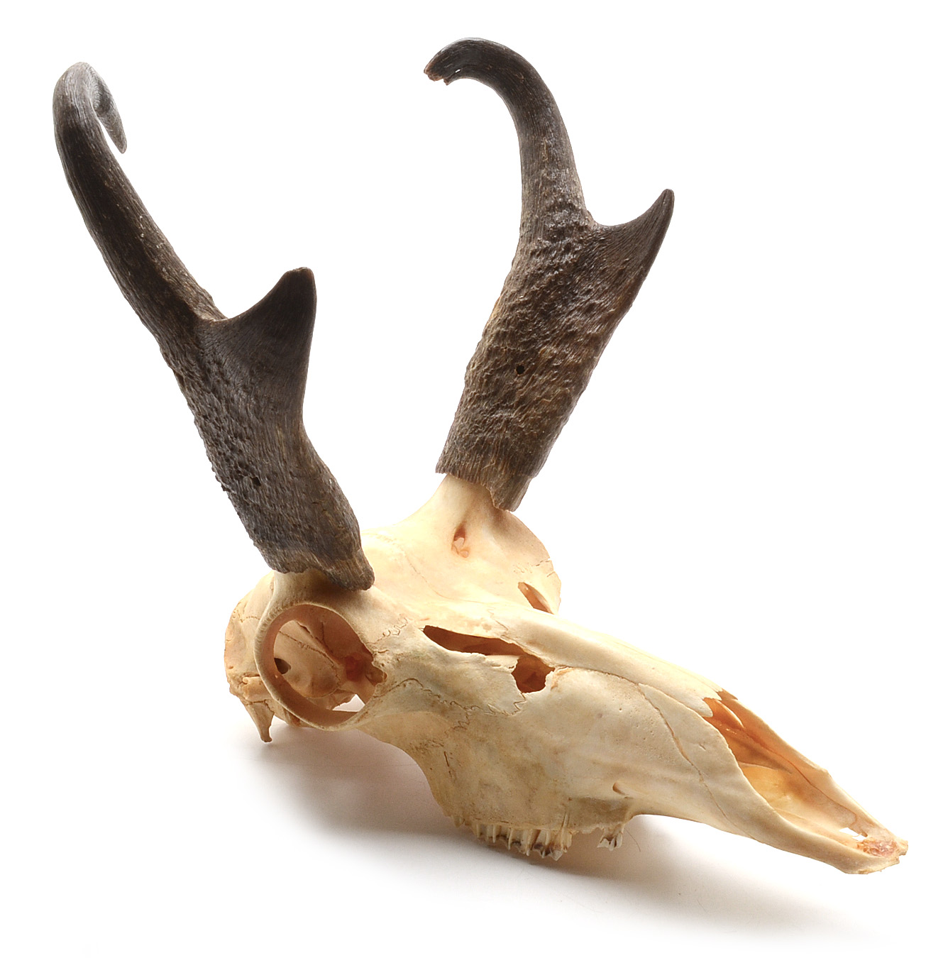 Pronghorn Skull with Horns