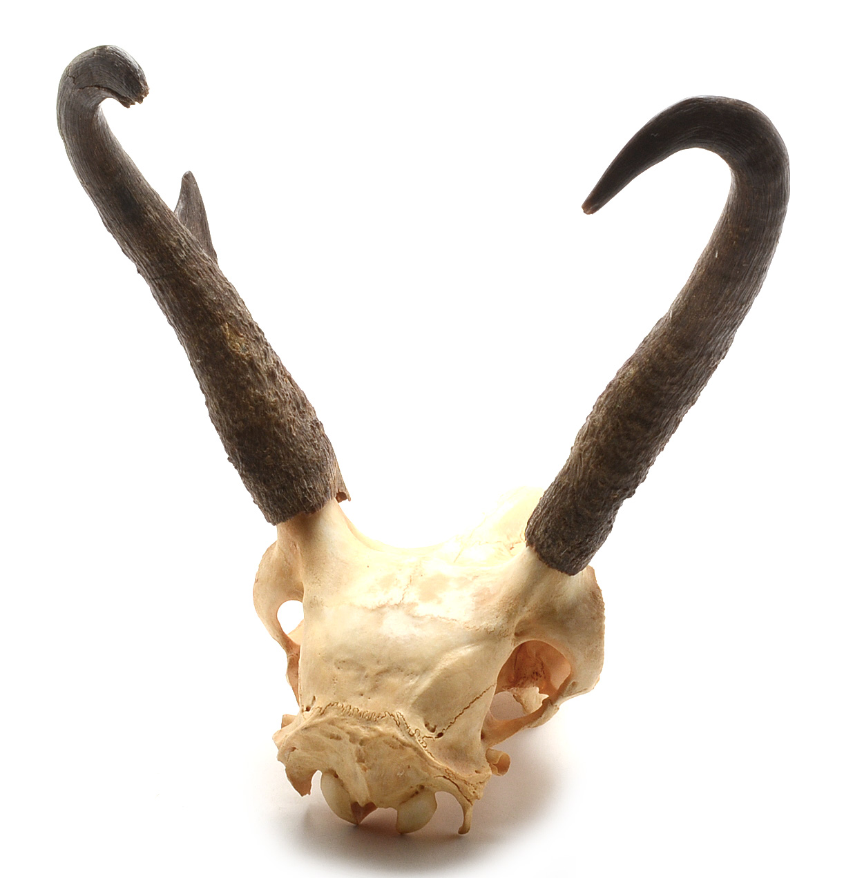Pronghorn Skull with Horns
