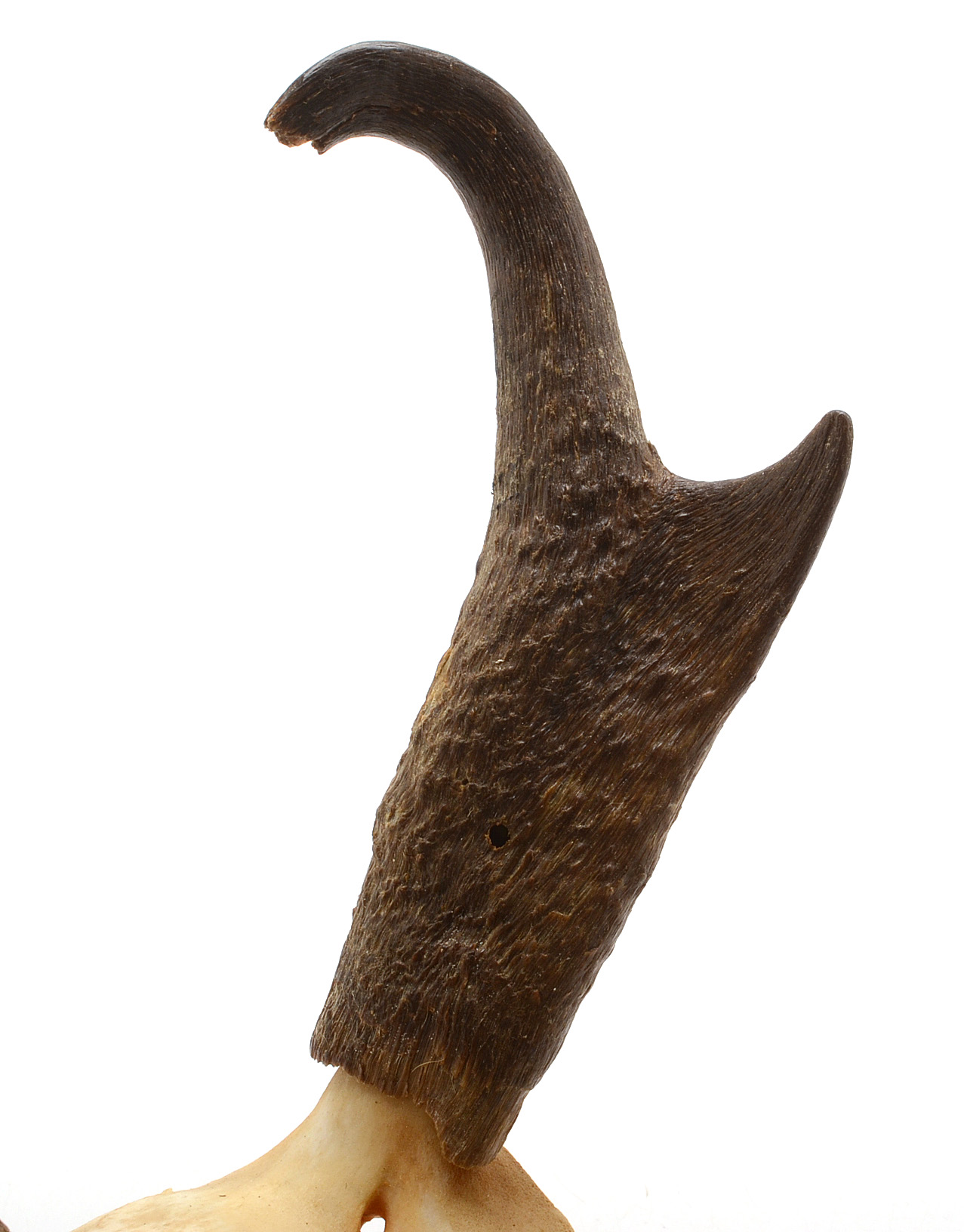 Pronghorn Skull with Horns