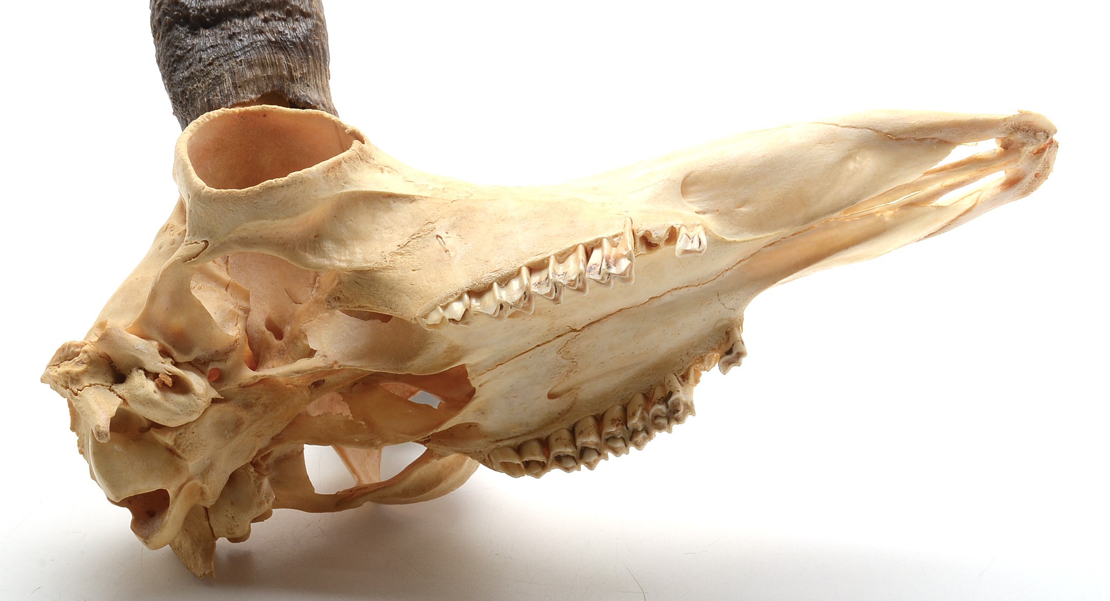 Pronghorn Skull with Horns