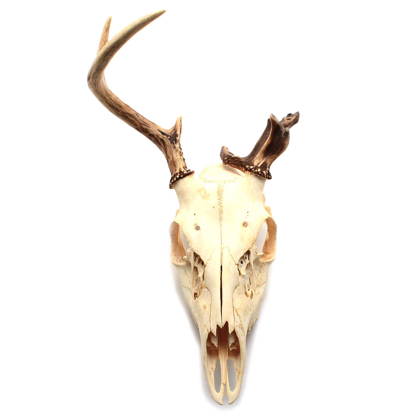 White-Tailed Deer Skull with Antler Deformity