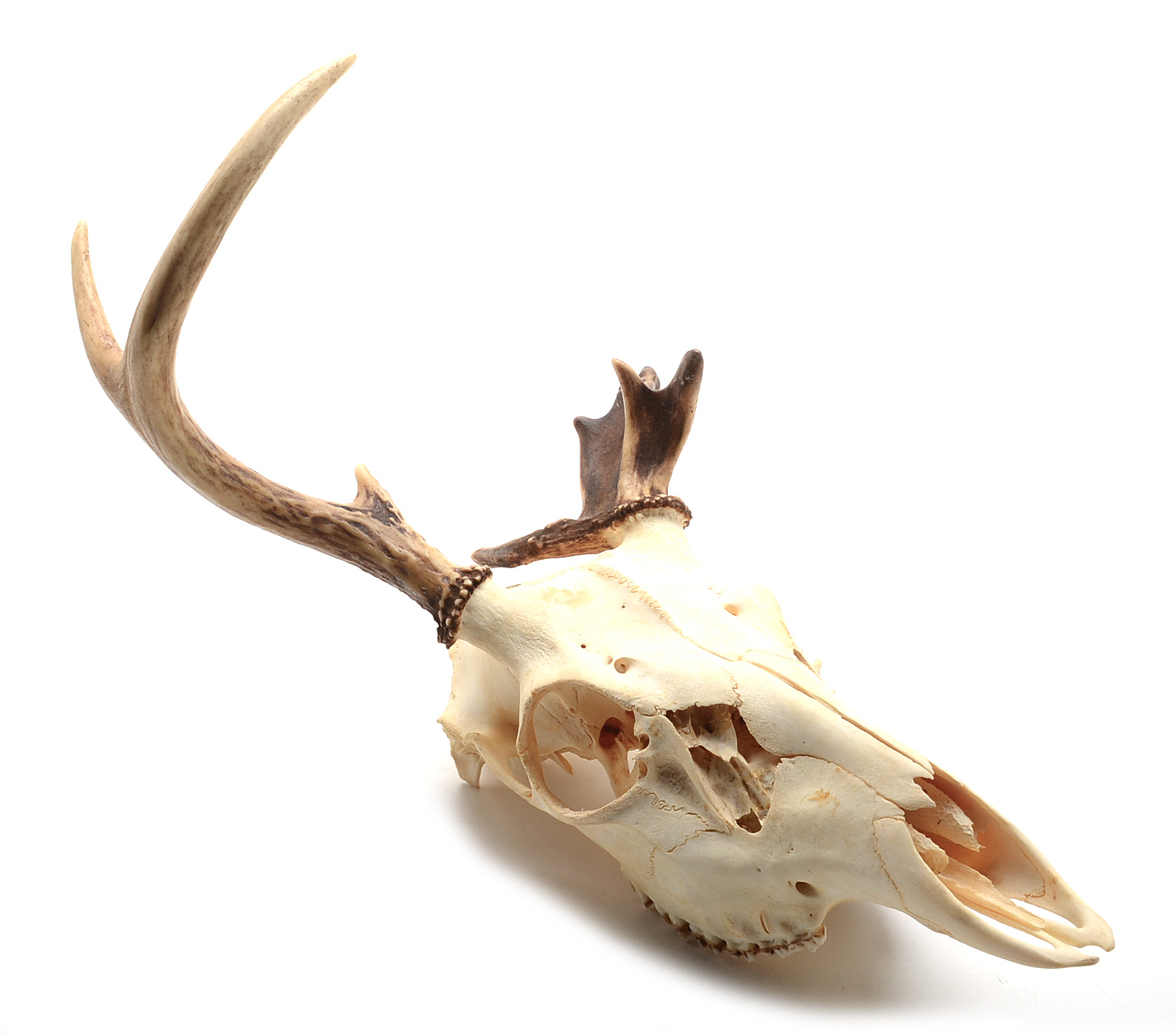 White-Tailed Deer Skull with Antler Deformity