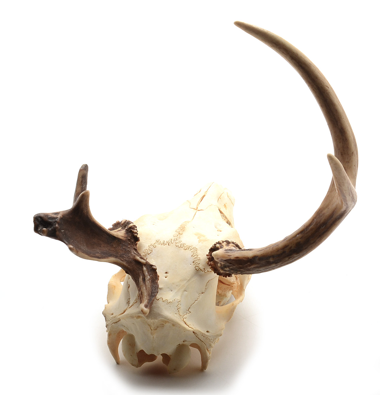 White-Tailed Deer Skull with Antler Deformity