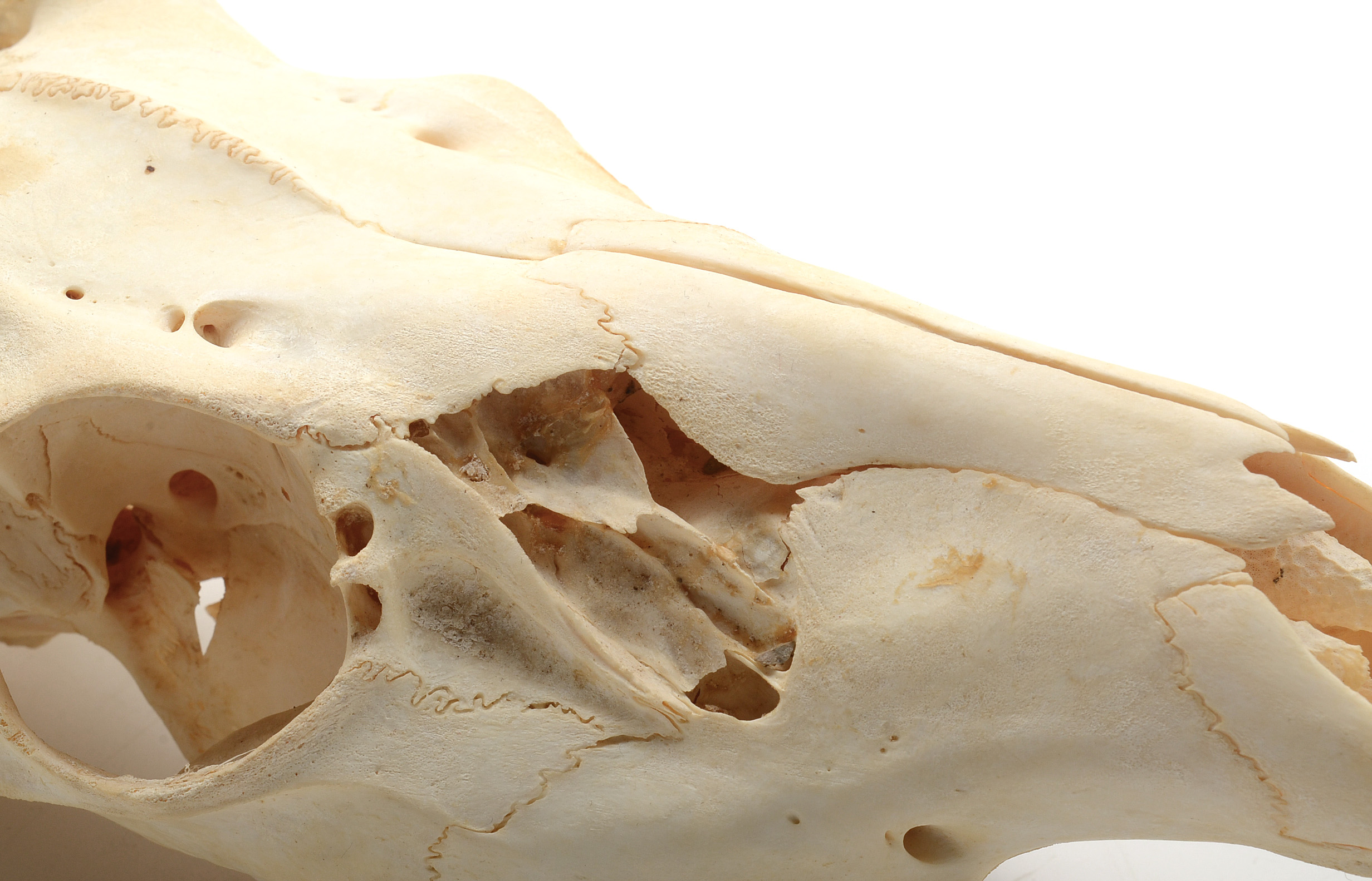 White-Tailed Deer Skull with Antler Deformity