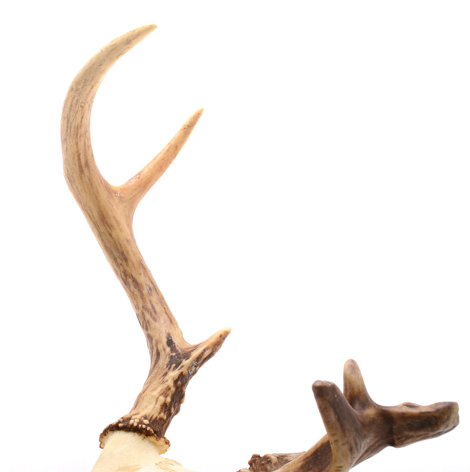 White-Tailed Deer Skull with Antler Deformity