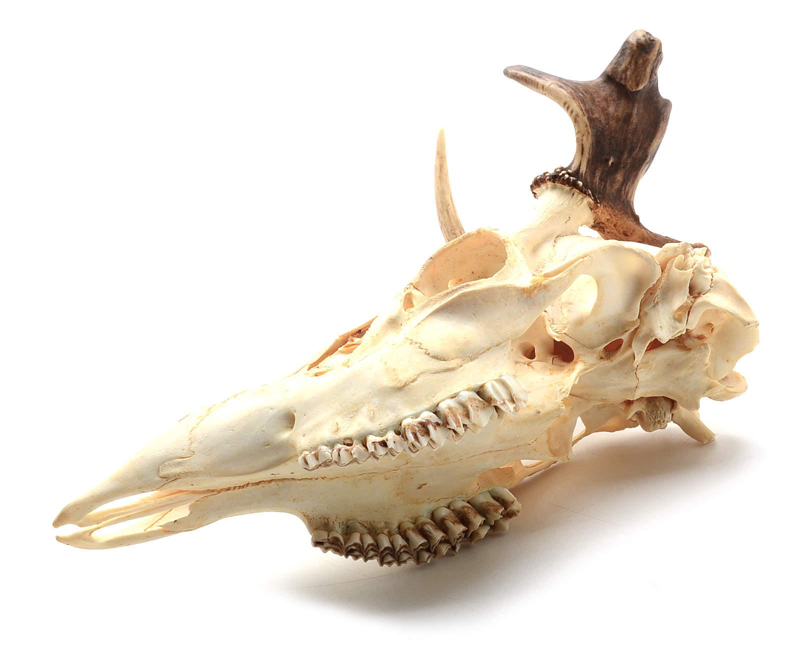 White-Tailed Deer Skull with Antler Deformity