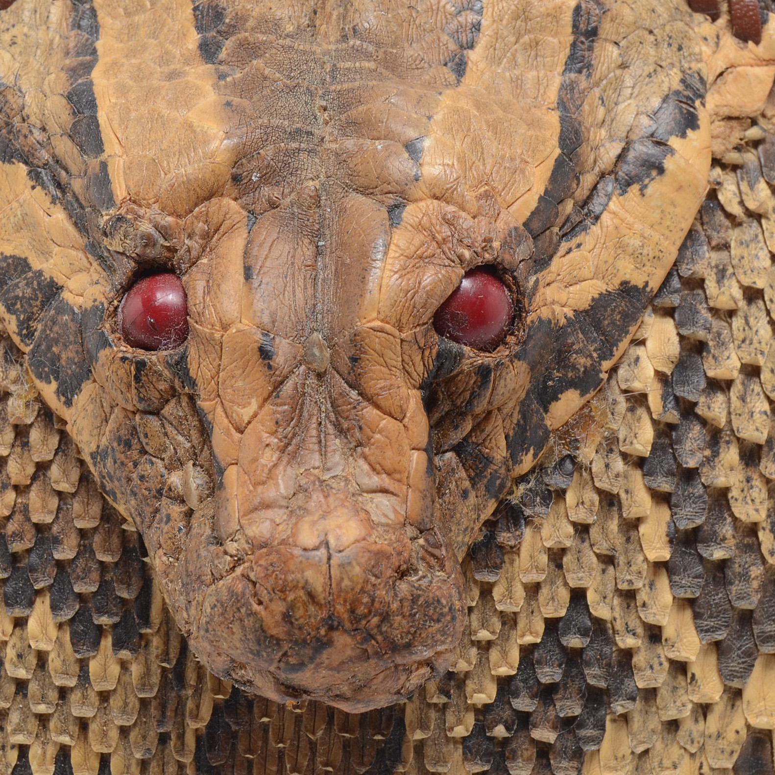 Authentic Python Head and Leather Belt Buckle