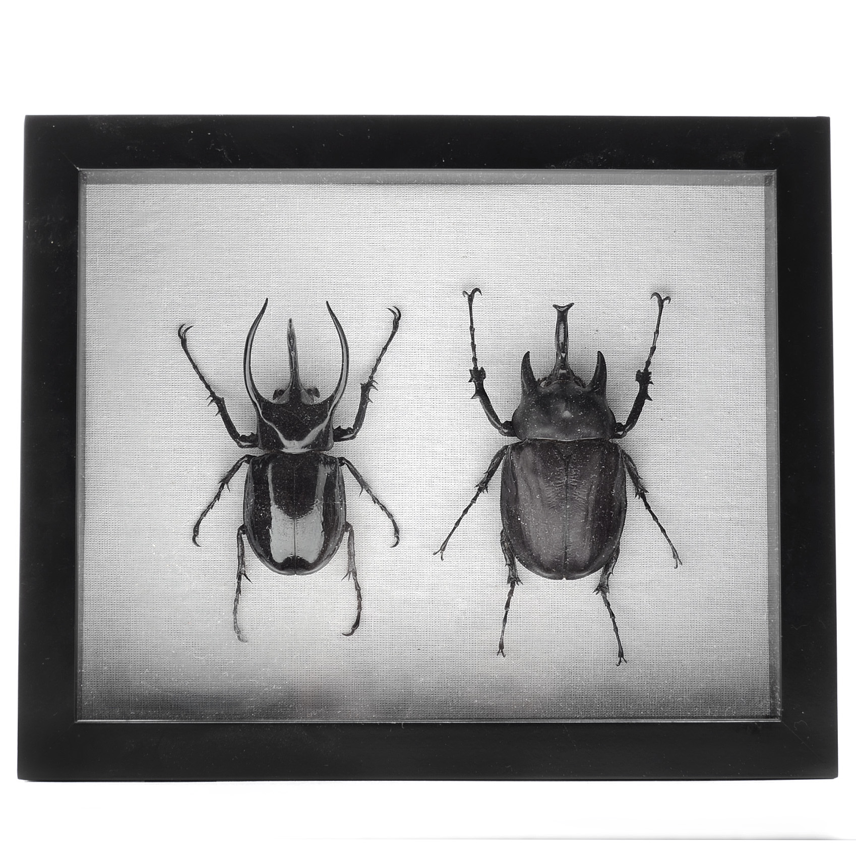 Shadow-Box Framed Horned Beetles
