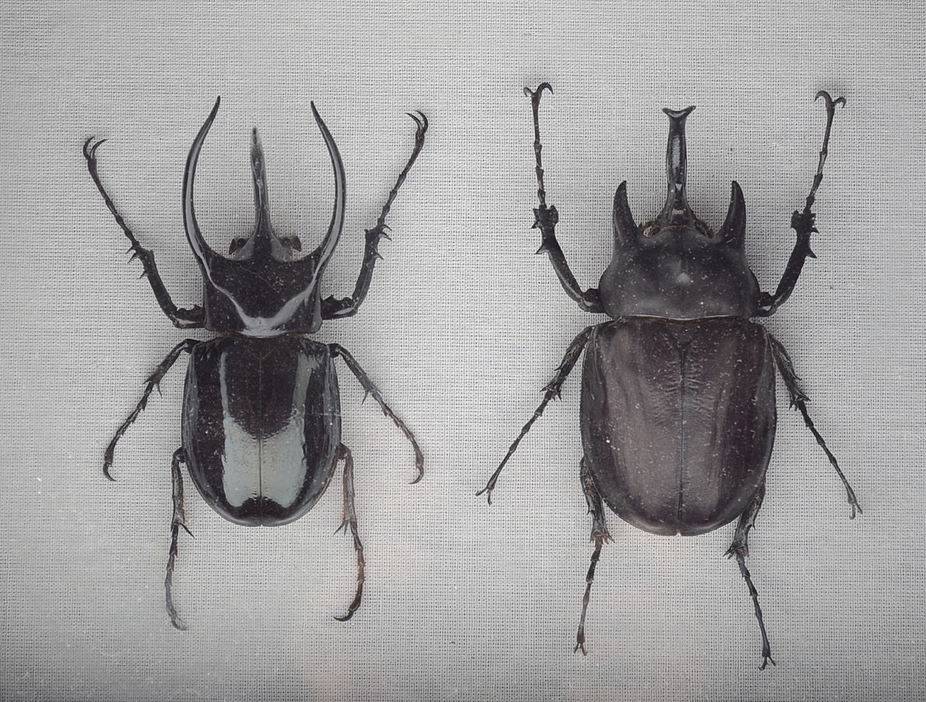 Shadow-Box Framed Horned Beetles