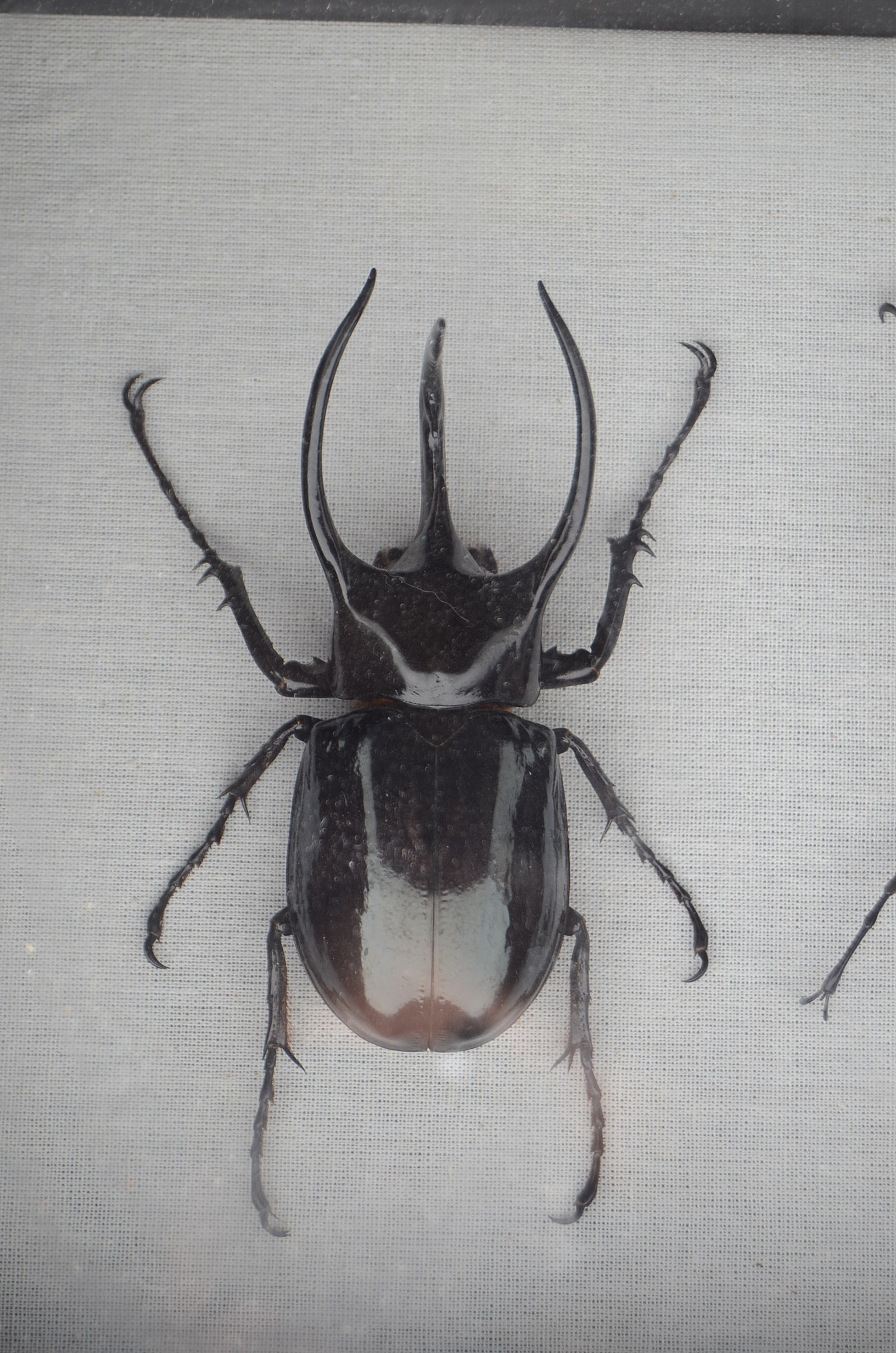 Shadow-Box Framed Horned Beetles