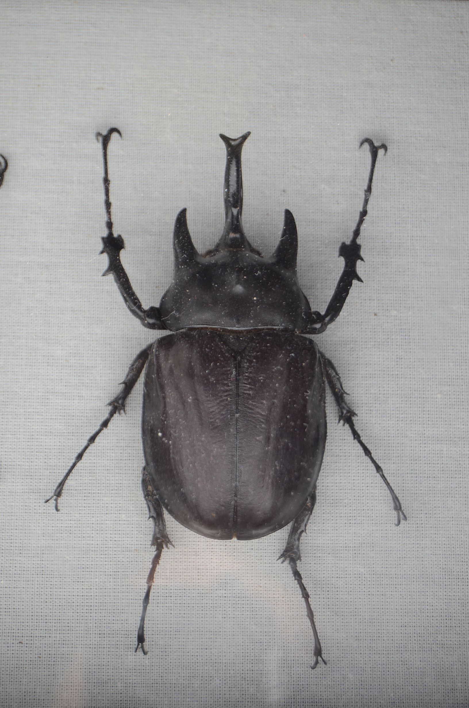 Shadow-Box Framed Horned Beetles