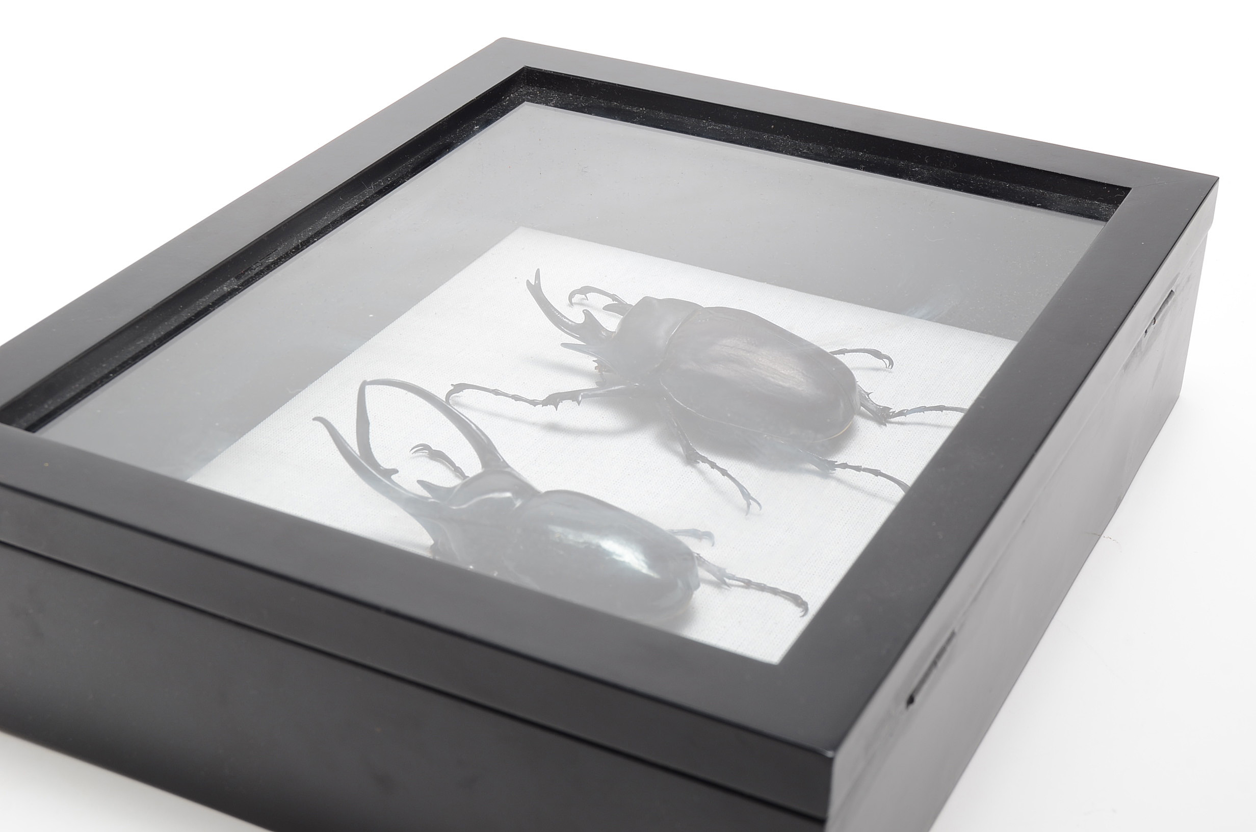 Shadow-Box Framed Horned Beetles