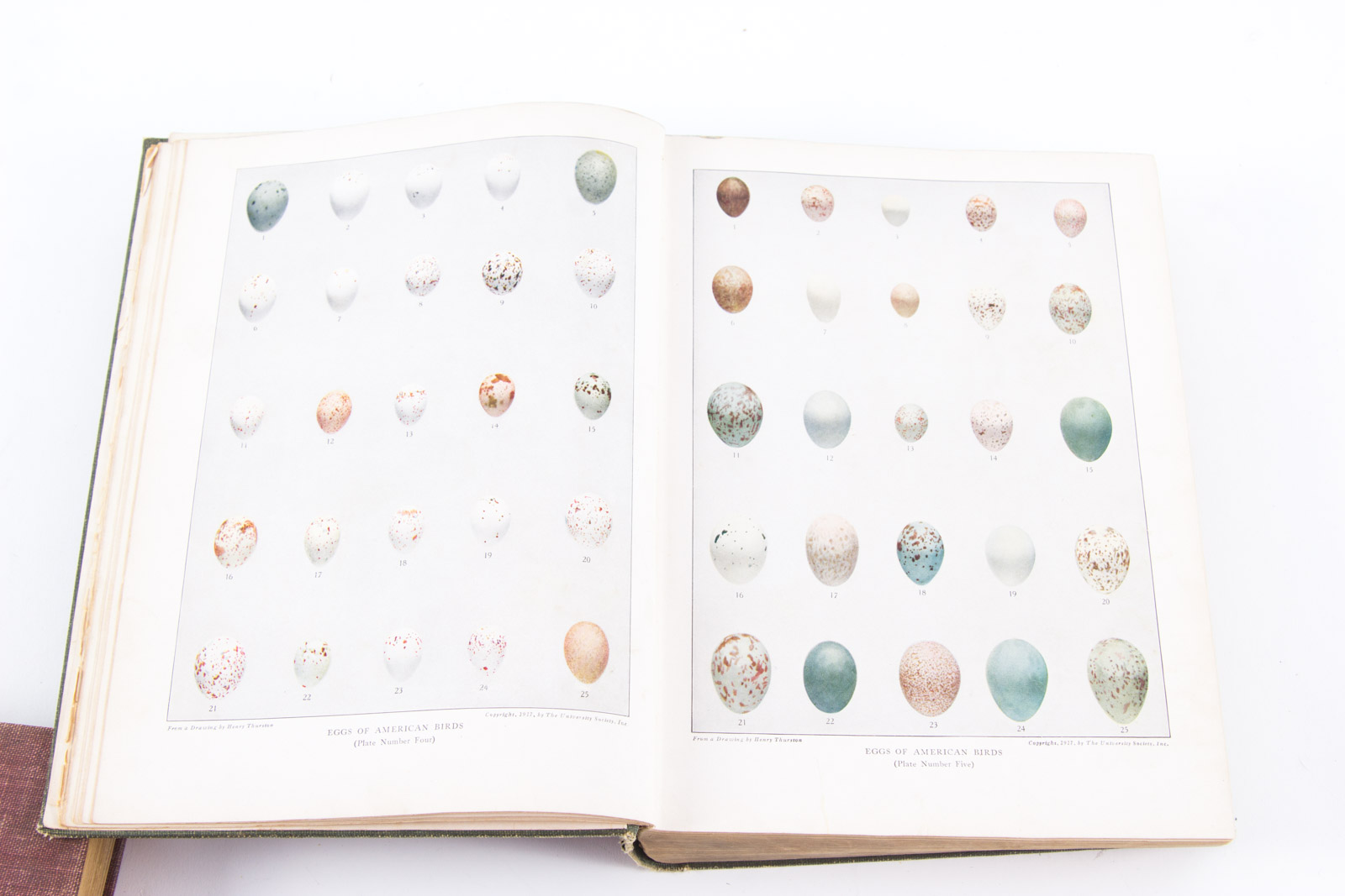 Vintage Bird Themed Books with Colorful Plates