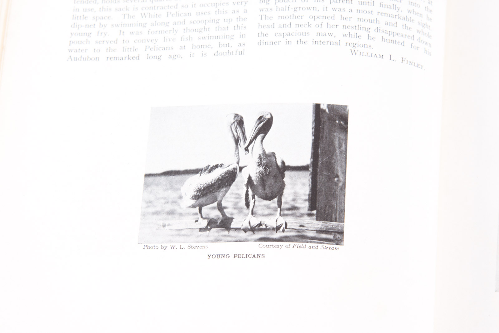 Vintage Bird Themed Books with Colorful Plates