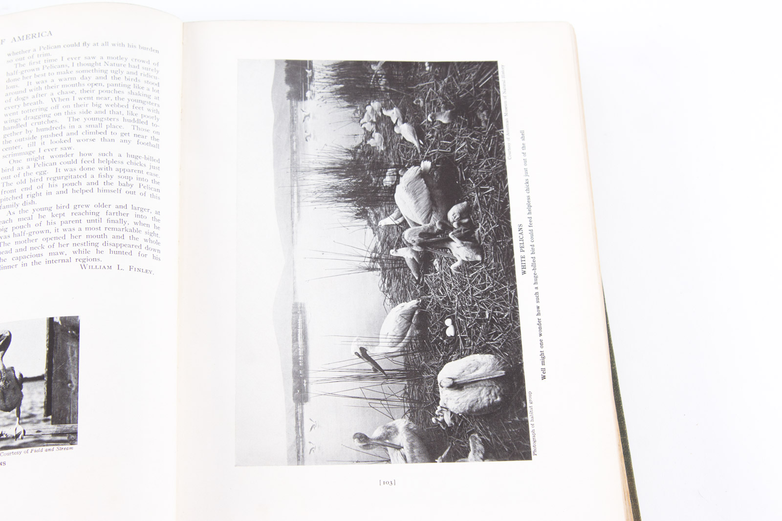 Vintage Bird Themed Books with Colorful Plates