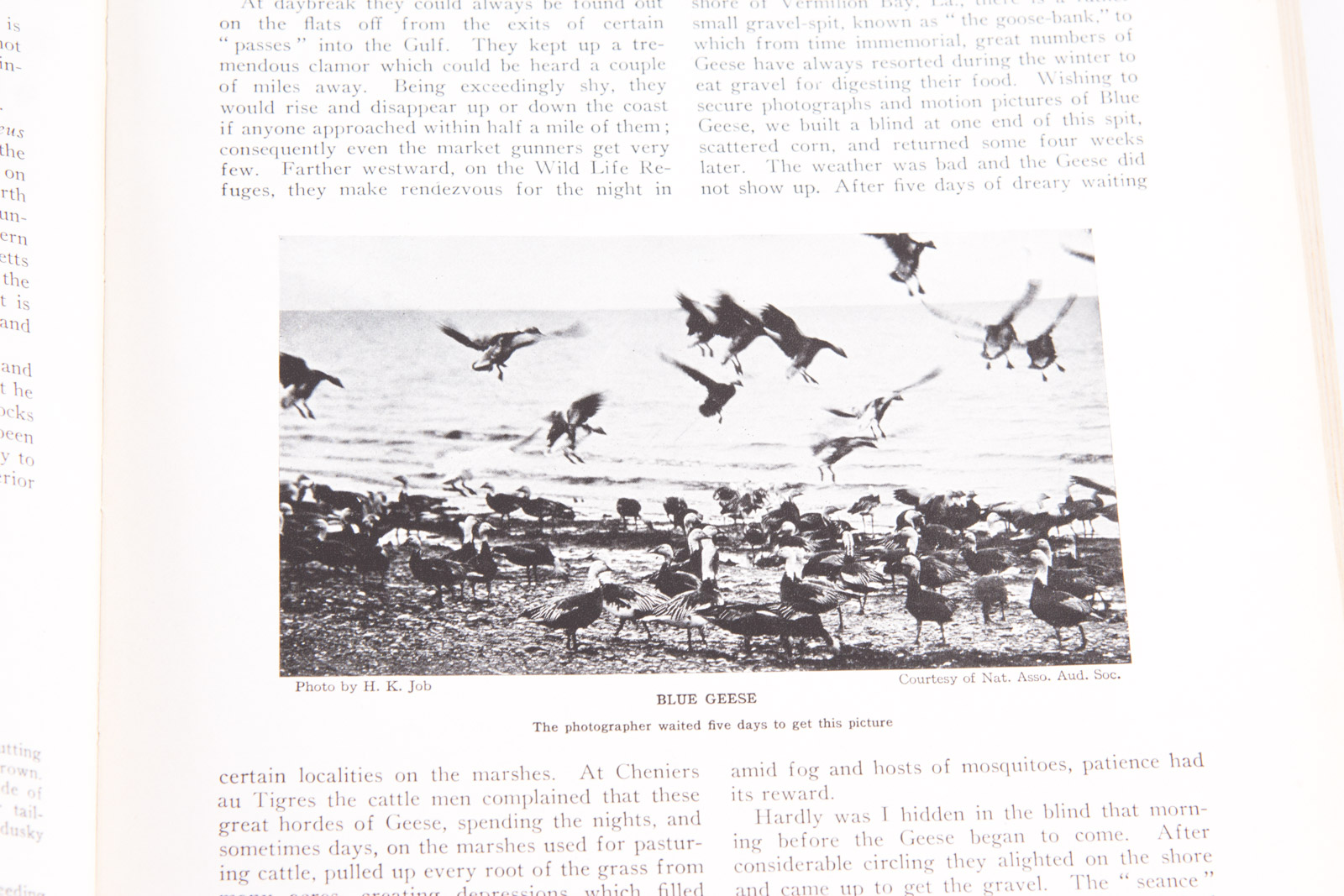 Vintage Bird Themed Books with Colorful Plates