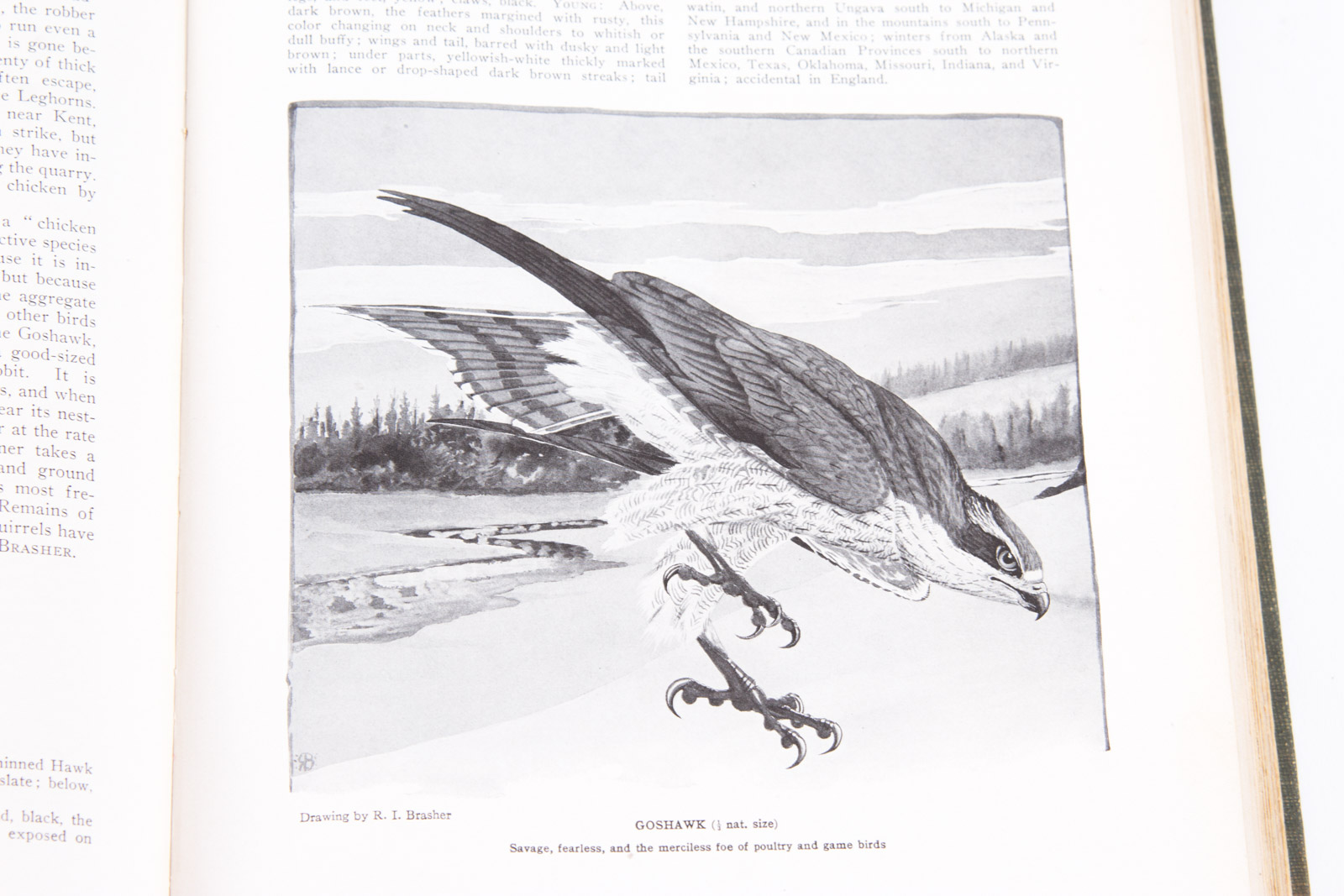 Vintage Bird Themed Books with Colorful Plates