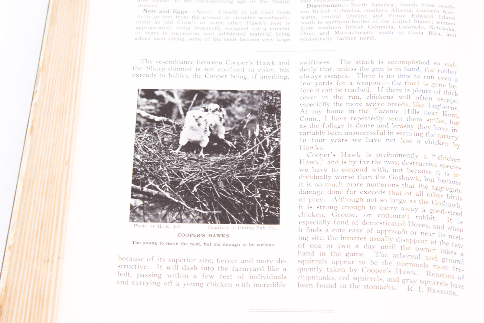 Vintage Bird Themed Books with Colorful Plates