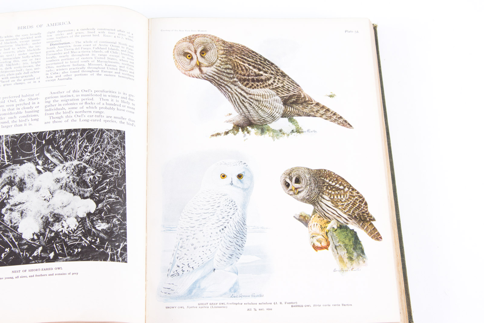 Vintage Bird Themed Books with Colorful Plates