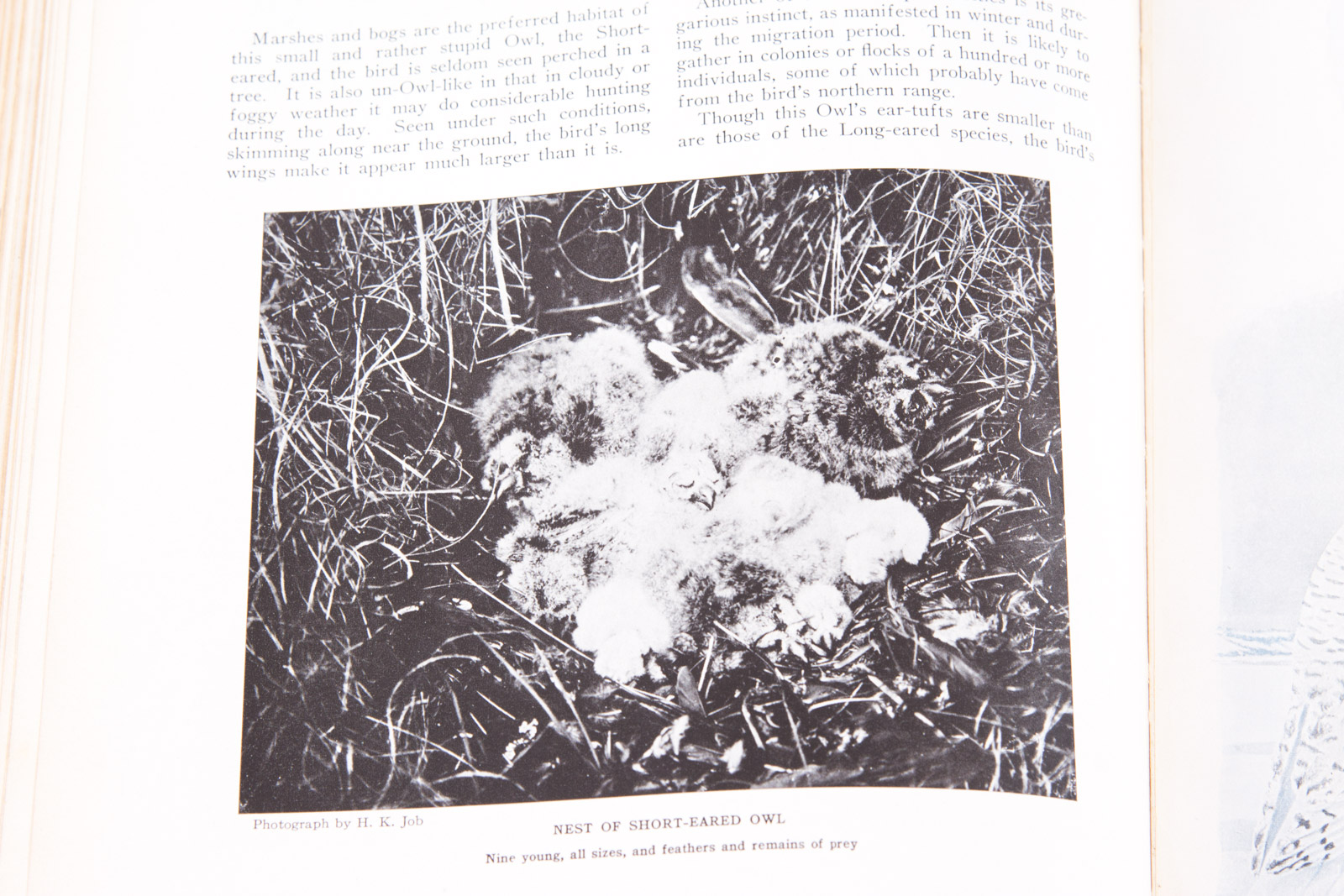 Vintage Bird Themed Books with Colorful Plates