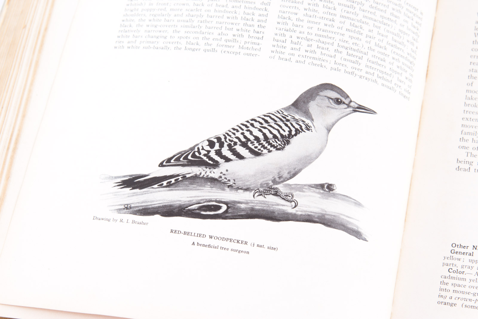 Vintage Bird Themed Books with Colorful Plates