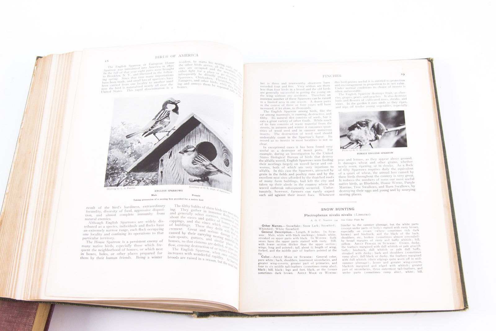 Vintage Bird Themed Books with Colorful Plates