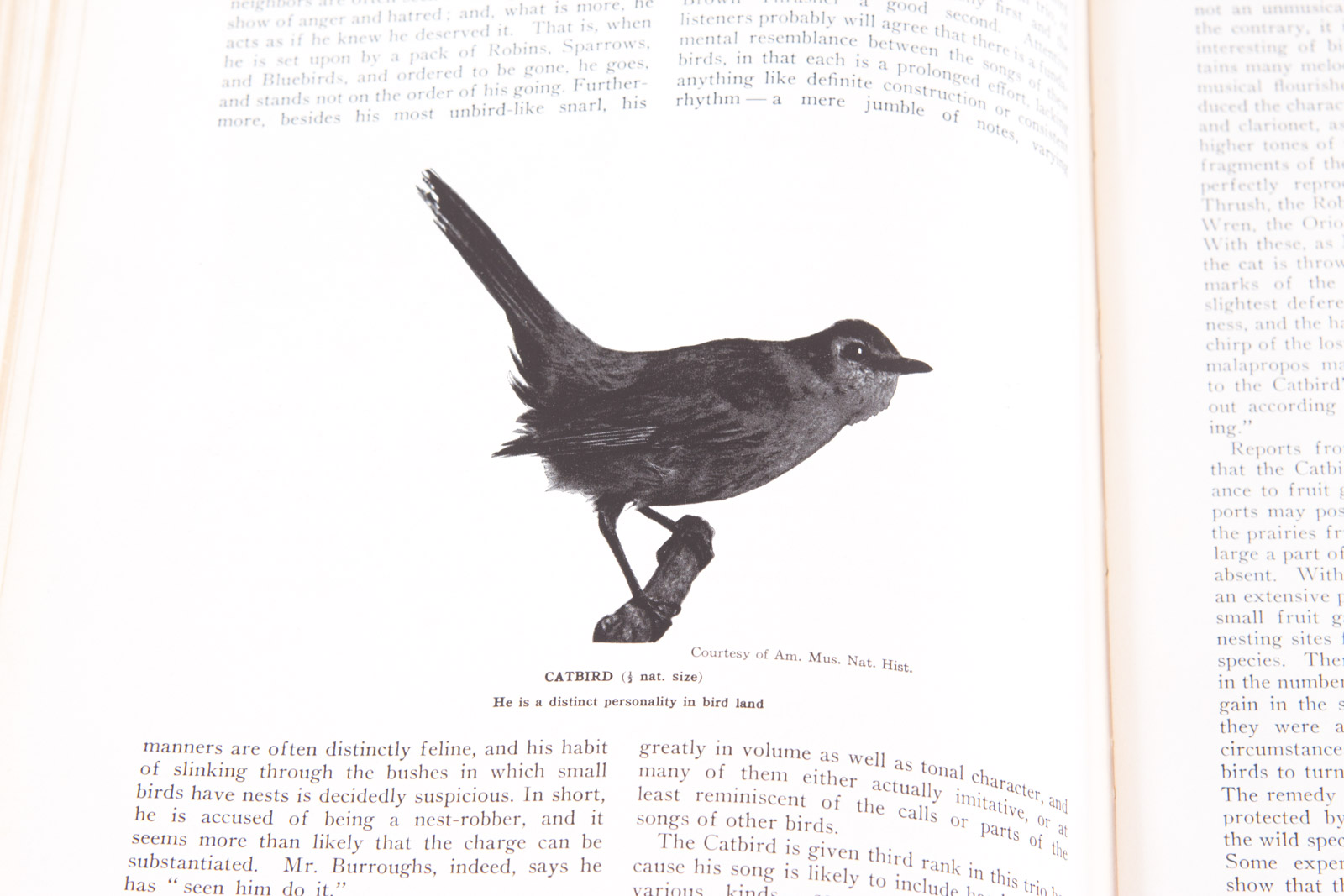 Vintage Bird Themed Books with Colorful Plates