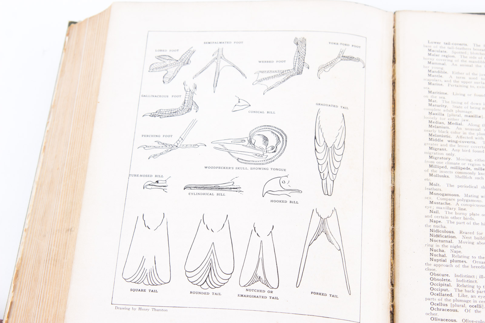 Vintage Bird Themed Books with Colorful Plates