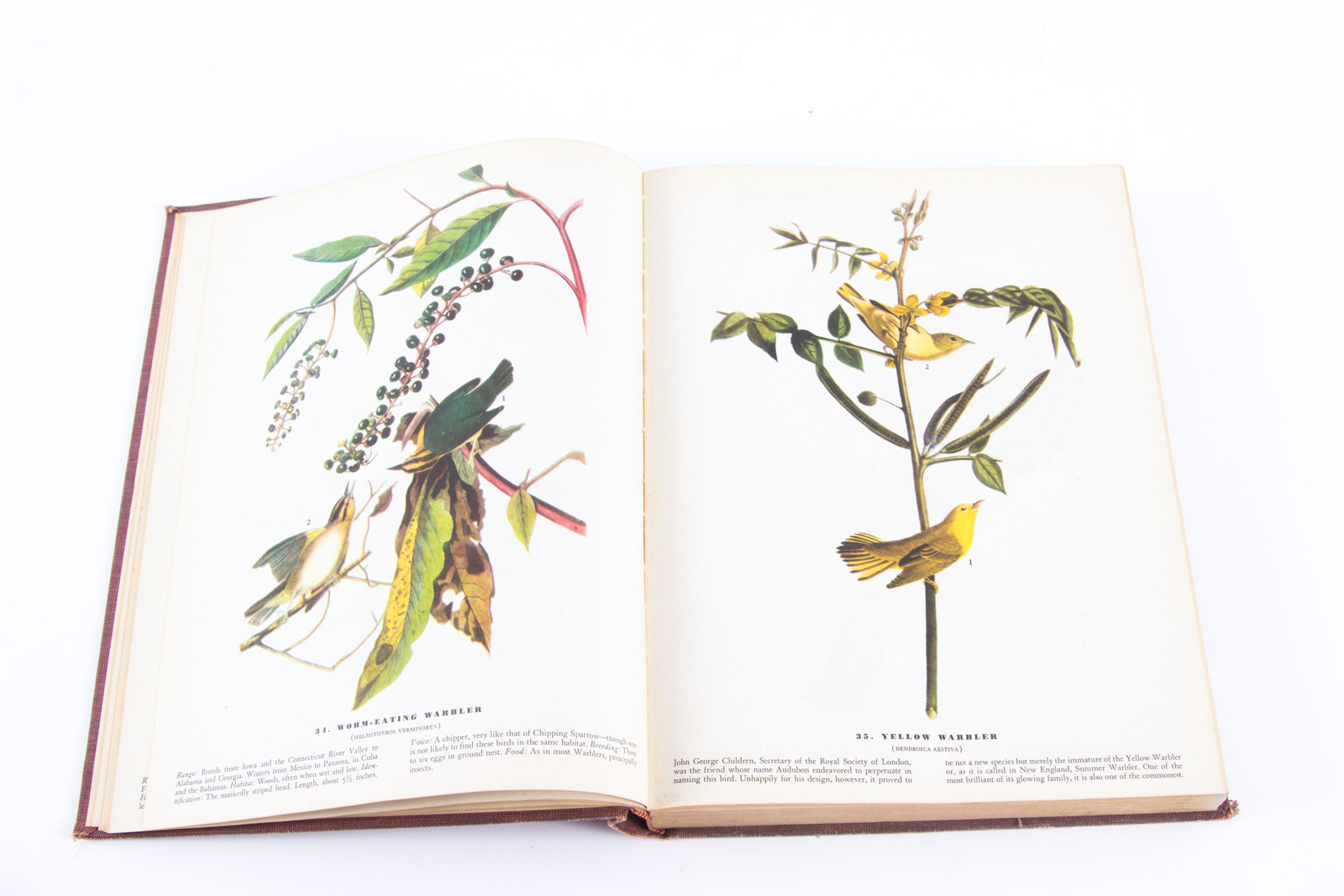 Vintage Bird Themed Books with Colorful Plates