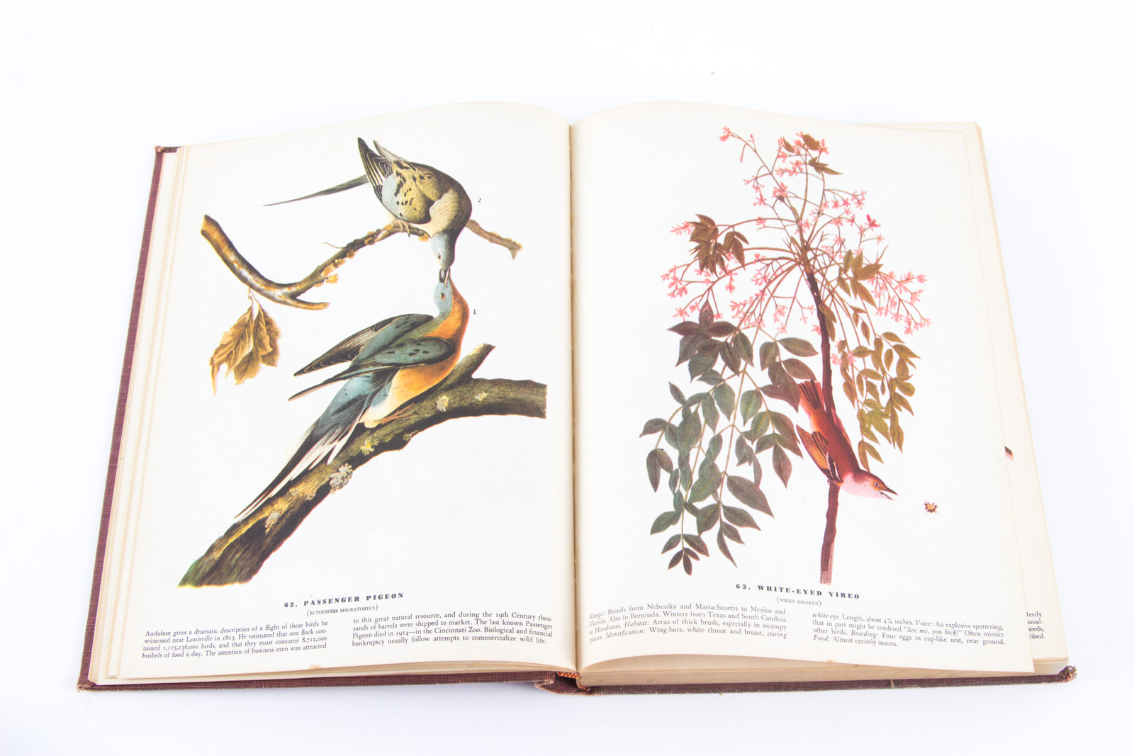 Vintage Bird Themed Books with Colorful Plates