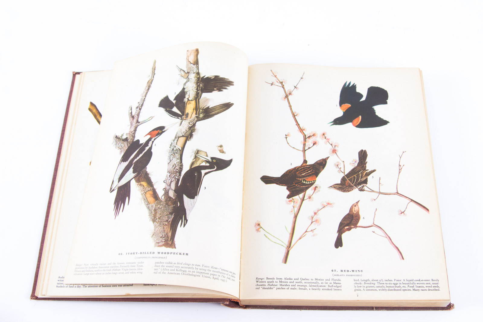Vintage Bird Themed Books with Colorful Plates