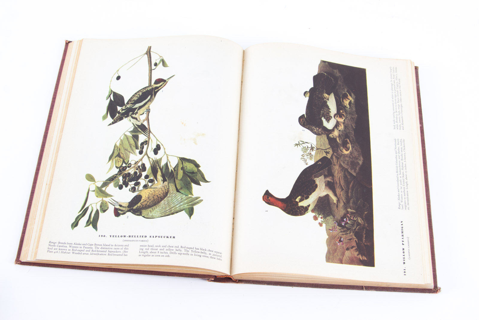 Vintage Bird Themed Books with Colorful Plates
