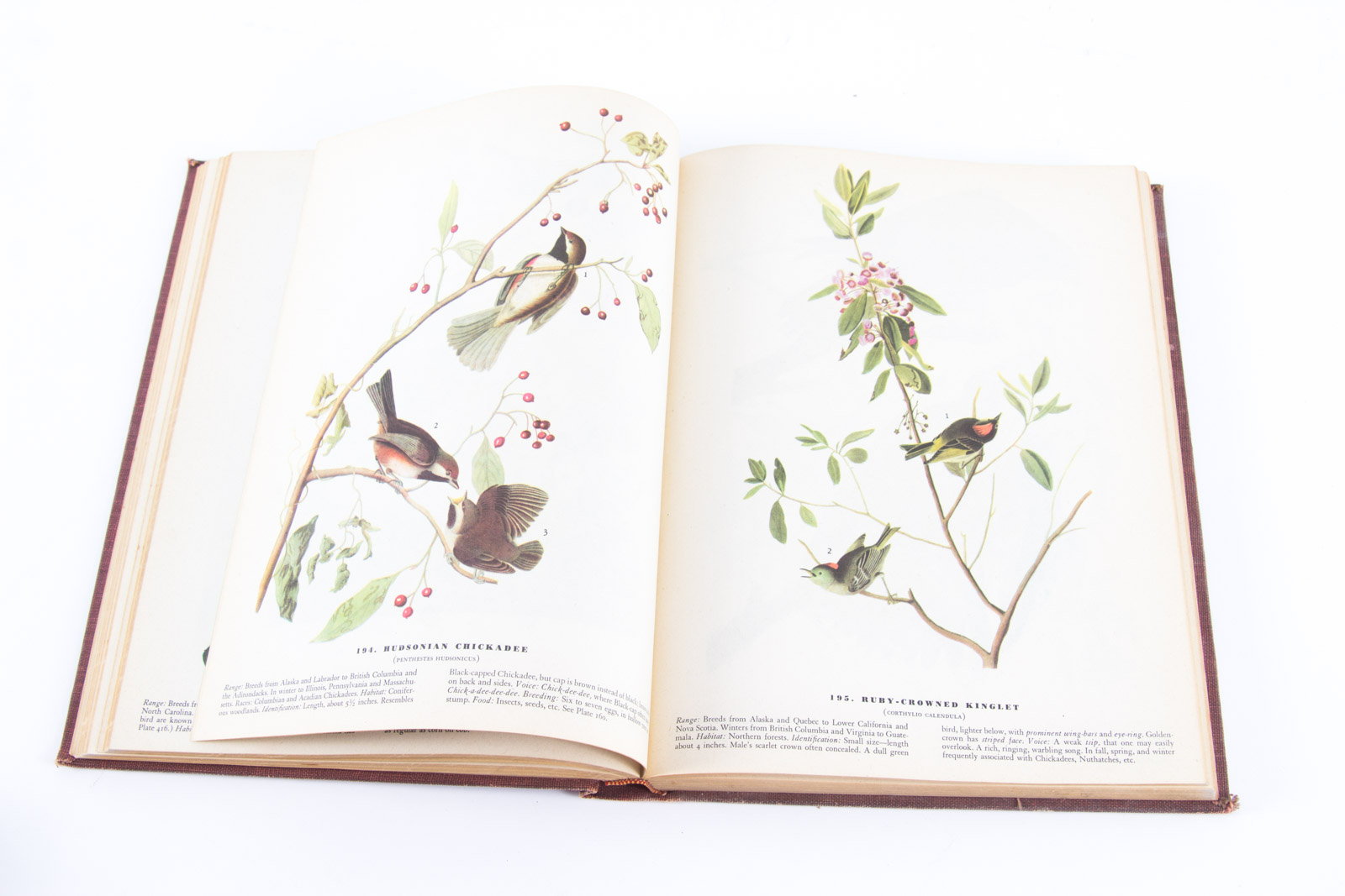 Vintage Bird Themed Books with Colorful Plates