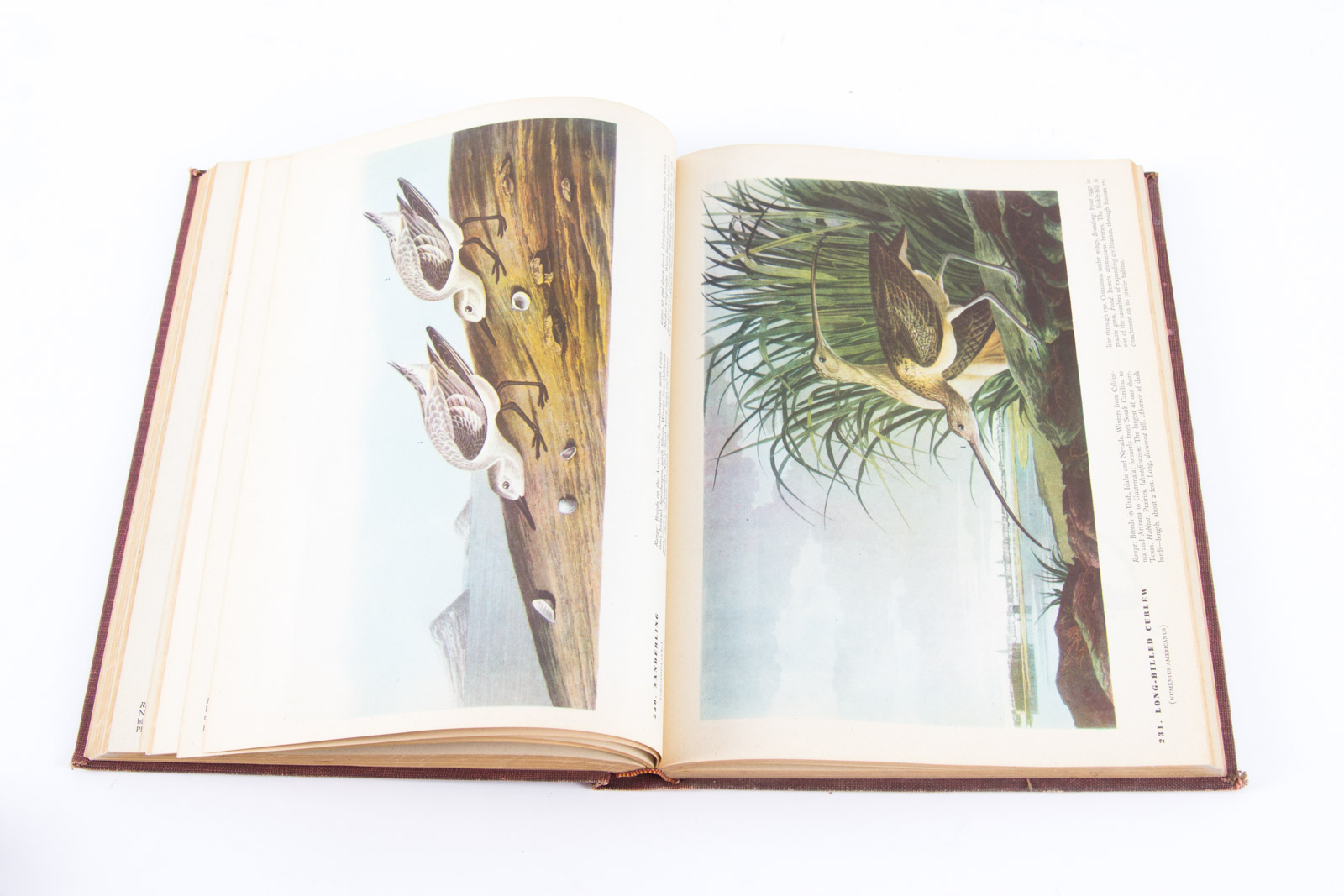 Vintage Bird Themed Books with Colorful Plates