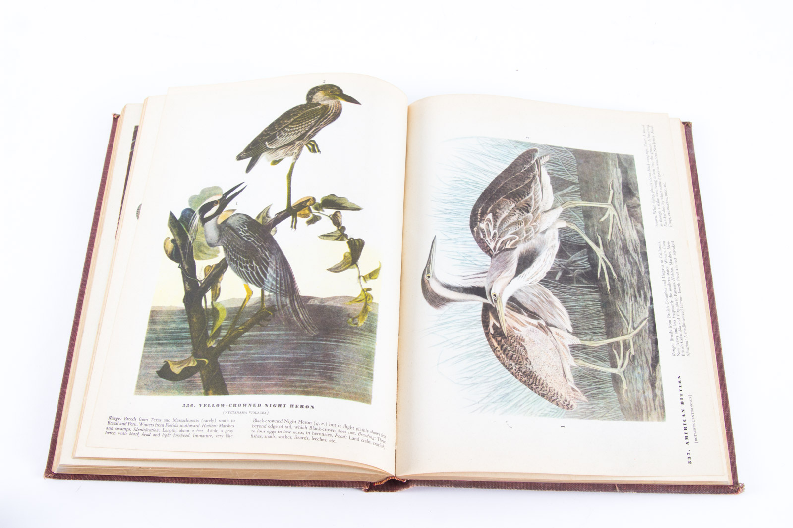 Vintage Bird Themed Books with Colorful Plates