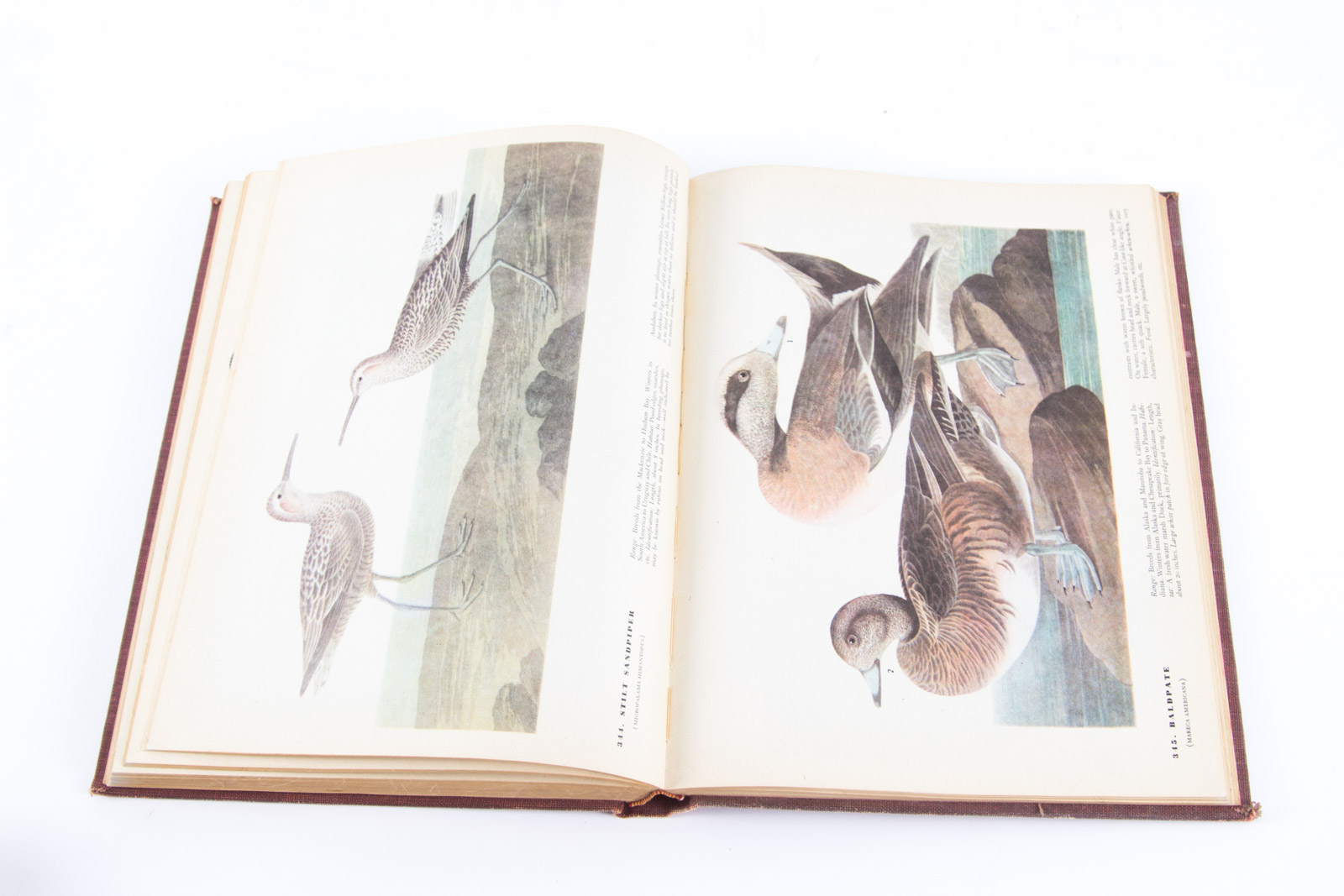 Vintage Bird Themed Books with Colorful Plates