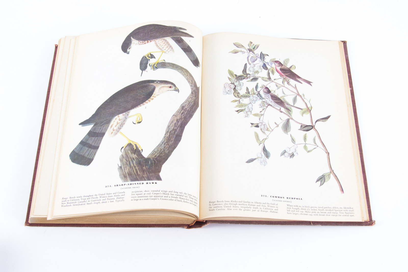 Vintage Bird Themed Books with Colorful Plates